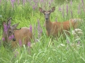 and totally not scared! ... well when I got closer they DID freak out but o well.