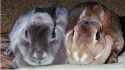 The grey one is my very spoiled bunny, Taikai. The brown one had to be sold. :(