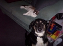 Yes, Inu's the cat.