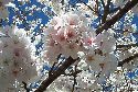 Well, i took this picture last springtime with the actual Sakura! We were out and my neighbor has a tree..ya ^^
i'm so proud about how it turned out!