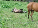 My Dad and his wife's pony.