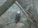 Bald Eagles in Kansas Winter 2004