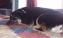This is my oldest dog, Cuddles.  He's my little man.  Just ask him. :wink: