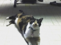 Now that I'monmy own, she's classified as my mom's cat...