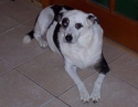 This is Shades, one of mom's dogs.
