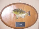 first fish